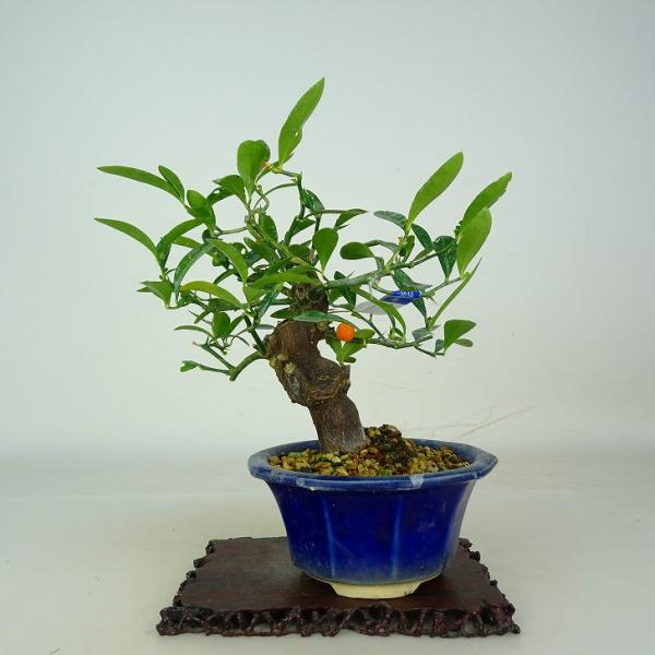 盆栽 金豆 樹高 約17cm きんず Fortunella hindsii キンズ マメキンカン 実物 ミカン科 キンカン属 常緑樹 鑑賞 観賞用 小品 現品