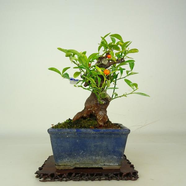 盆栽 金豆 樹高 約18cm きんず Fortunella hindsii キンズ マメキンカン 実物 ミカン科 キンカン属 常緑樹 鑑賞 観賞用 小品 現品