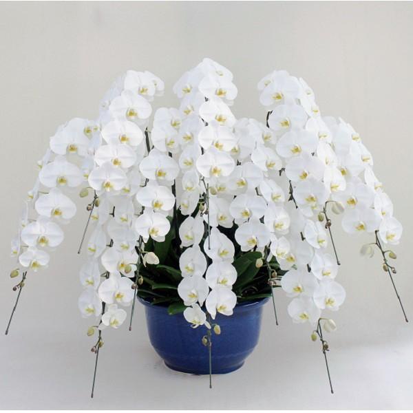 胡蝶蘭10本立ち(白)〜Ｇrande〜の魅力と選び方