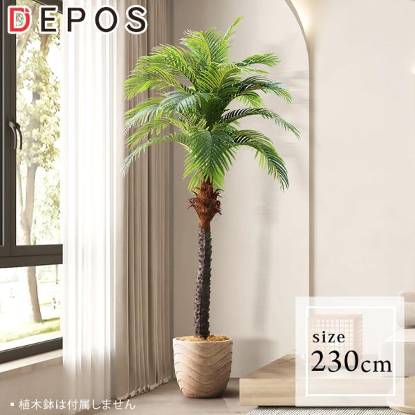 lHϗtA tFCNO[ ϗtA  CeA    RRibc 230cm Coconut tree ^z hnw1