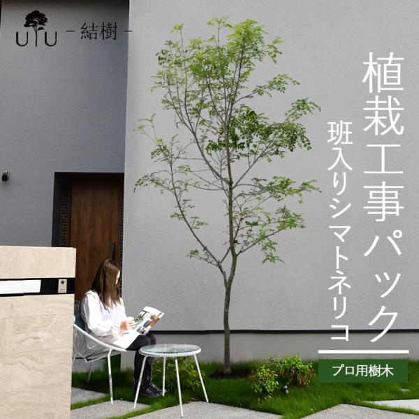 DEPOS 施工付植木/近畿地域限定 シンボルツリー 庭木 常緑広葉樹 高木