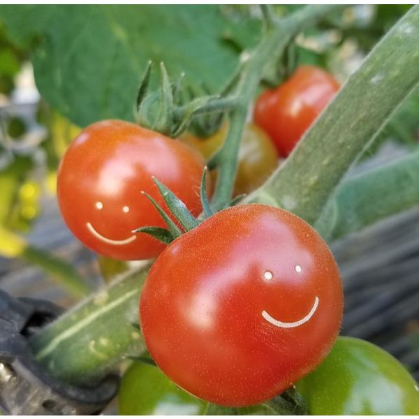 ハピフルとまと ８５０ｇ前後 約6０粒前後 Buyee Buyee 日本の通販商品 オークションの代理入札 代理購入