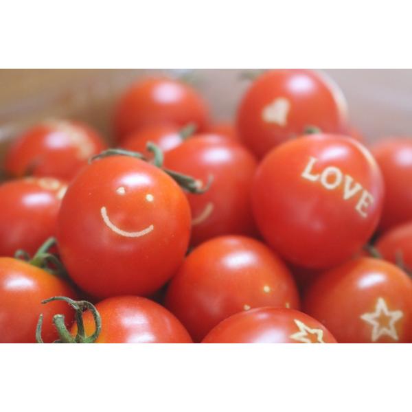 ハピフルとまと ８５０ｇ前後 約6０粒前後 Buyee Buyee 日本の通販商品 オークションの代理入札 代理購入