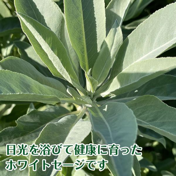 日本産 浄化 用 ホワイトセージ 約10g