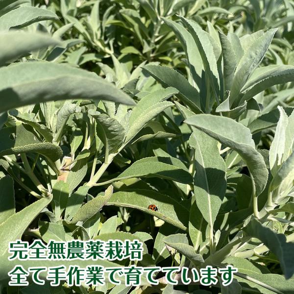 日本産 浄化 用 ホワイトセージ 約10g