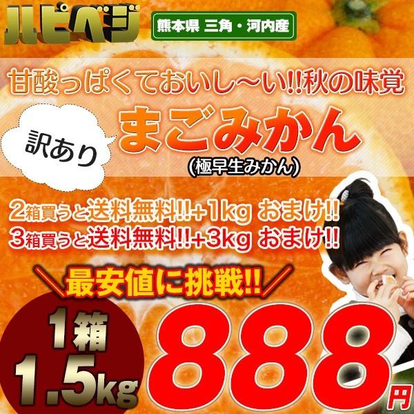 庄村さんが作る最高傑作みかん！元気と味に自信！！熊本県産 まご