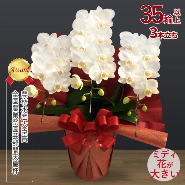 滋賀県産ミント色胡蝶蘭3本立ち35輪以上