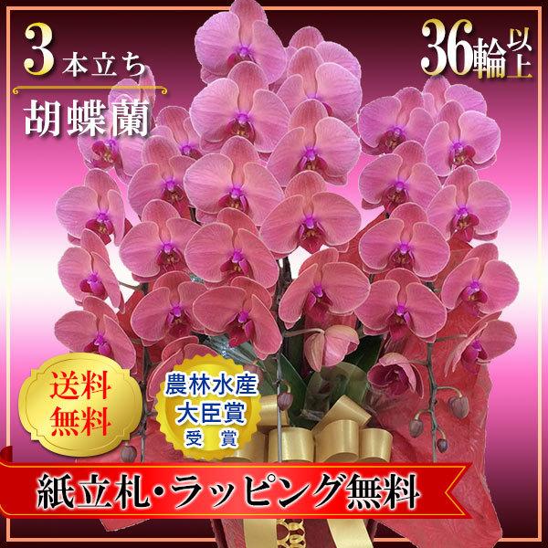 近江の胡蝶蘭 送料無料 3本立ち 36輪以上 スカーレット 滋賀県産 お祝い ギフト 開業祝い 開店祝い お供え 蘭 Happiness Blossom Sca36 近江の胡蝶蘭 ハピネスブロッサム 通販 Yahoo ショッピング