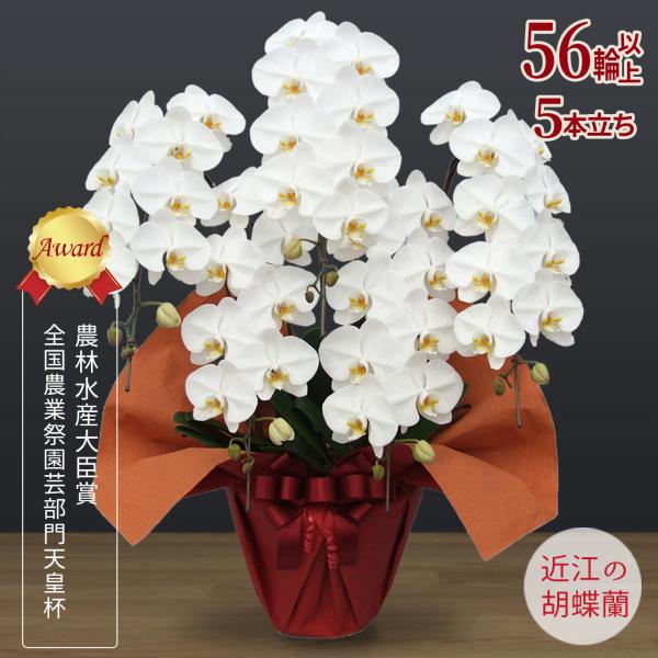 胡蝶蘭ギフト】近江の胡蝶蘭 送料無料 5本立ち 56輪以上 滋賀県産