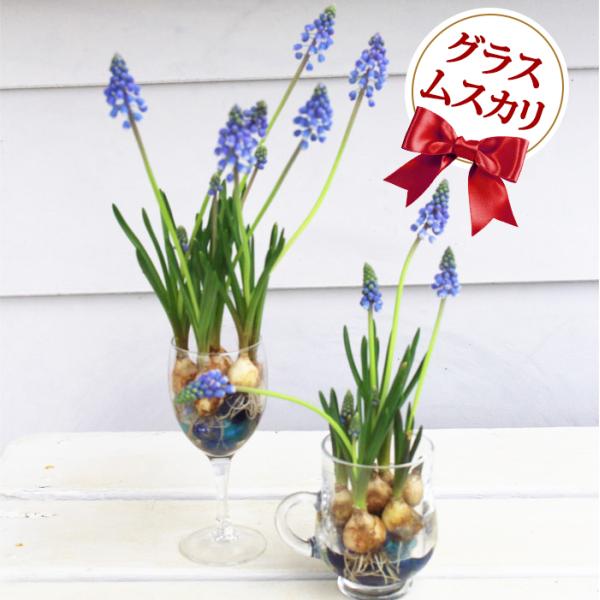 ムスカリ グラスで楽しむ 水耕栽培キット 選べる ムスカリ 球根10球 選べる グラス Muscari Hydroponic Culture ラティフォニウム アルメニアカム Bu 17muscarihydroculture Happygarden 通販 Yahoo ショッピング