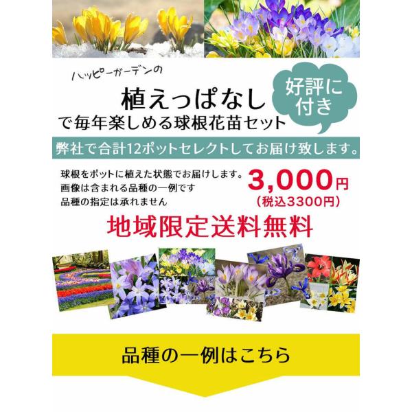 花苗セット 1ダース 植えっぱなし球根苗 おまかせ セット 1ポット1 5球入り 合計35芽以上植え チューリップ ガーデンクロッカス Buyee Buyee Japanese Proxy Service Buy From Japan Bot Online