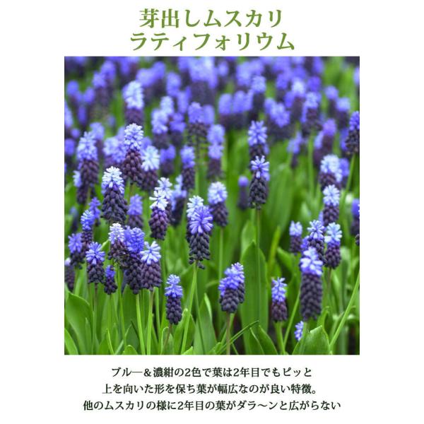 花苗セット 1ダース 植えっぱなし球根苗 おまかせ セット 1ポット1 5球入り 合計35芽以上植え チューリップ ガーデンクロッカス Buyee Buyee 提供一站式最全面最專業現地yahoo Japan拍賣代bid代拍代購服務 Bot Online