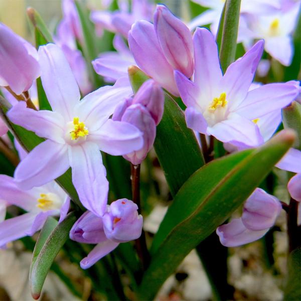 1000円ポッキリ 送料無料 秋植え球根 植えっぱなし チオノドクサ バイオレットビューティー 球根13球セット メール便でお届け Bu Atnchio Viol Happygarden 通販 Yahoo ショッピング