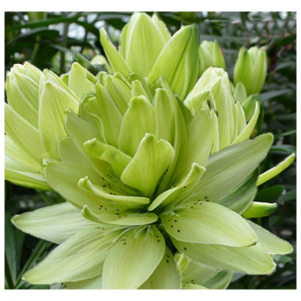 一本の茎に複数の花が咲くリリー 'ミステリー・ドリーム' は、淡い緑色の花びらを持ち、一部は深紅で繊細にしまっているものもあり、中央に深紫の花びらのサプライズがあるものもあります。花は開くのに時間がかかり、プロセスの各段階で楽しむ機会がたっ...