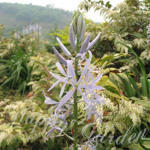■名称：カマシア　クッキー<BR> ■学名：Camassia cusickii<BR> ■科属名：キジカクシ科■植え付け場所：日向<BR> ■草丈：約60〜90cm<BR> ■開花期：4〜5月...