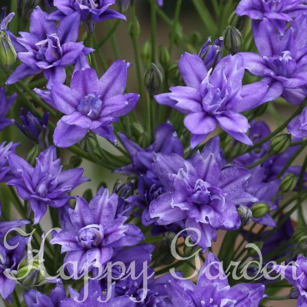 名称：トリテレイア(ブローディア)アクアリウス学名：Triteleia Aquarius科属名：キジカクシ科（クサスギカズラ科） / トリテレイア属開花時期：春性質：多年草草丈：約30〜40cm植え場所：日当たりの良い所お届け状態：球根