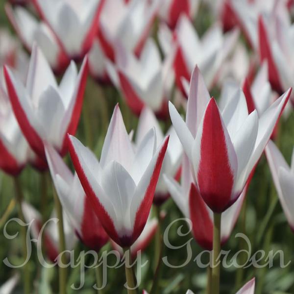 happy-garden_bu-srn22tulichry