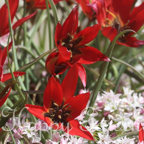 happy-garden_bu-srn22tulilizzy