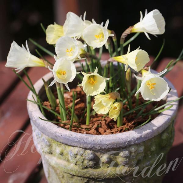 happy-garden_bu-srn23narcwhit