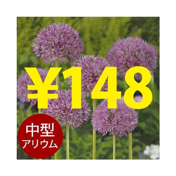 球根 アリウム パープルセンセイション 1球 中型 お届け中 Allium Purple Sencation球根植え アリウム 球根 セット 鉢植え 庭植え 寄せ植え ガーデニング Buyee Buyee 提供一站式最全面最專業現地yahoo Japan拍賣代bid代拍代購服務 Bot Online