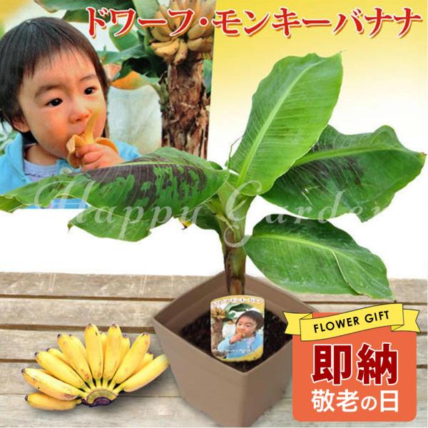 夏 ギフト 果樹 プレゼント ドワーフ モンキーバナナ の木 矮性