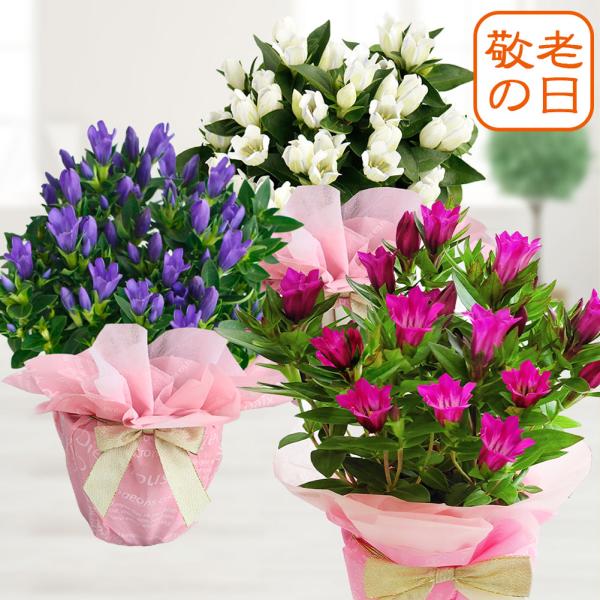 即納 最短発送 敬老の日 ギフト 花 りんどう 選べる6種 1鉢4号