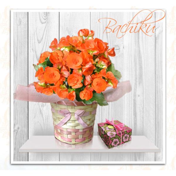 ベゴニアの花の販売ネット通販 Deedrill Com ディードリル