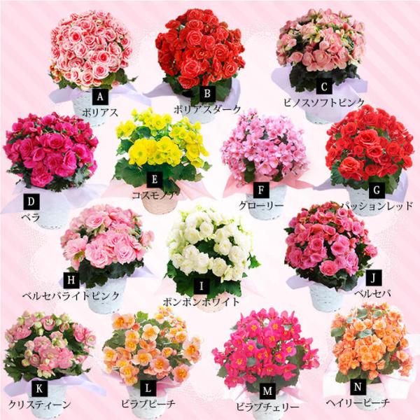 母の日 鉢植え 鉢花 珍しい 母の日ギフト 大輪薔薇咲き リーガース ベゴニア 選べる品種 ボリアス等 籠付き ラッピング 5号付き Buyee Buyee 日本の通販商品 オークションの代理入札 代理購入