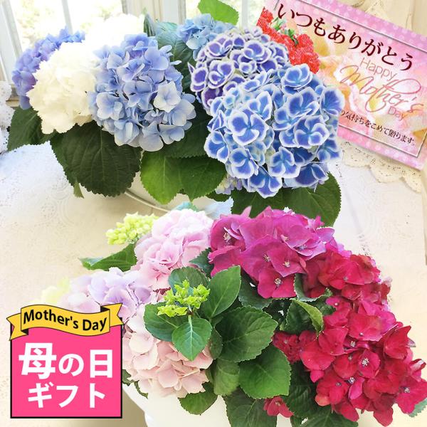 最短発送 母の日 遅れてごめんね 紫陽花 寄せ植え 3色 鉢花 あじさい