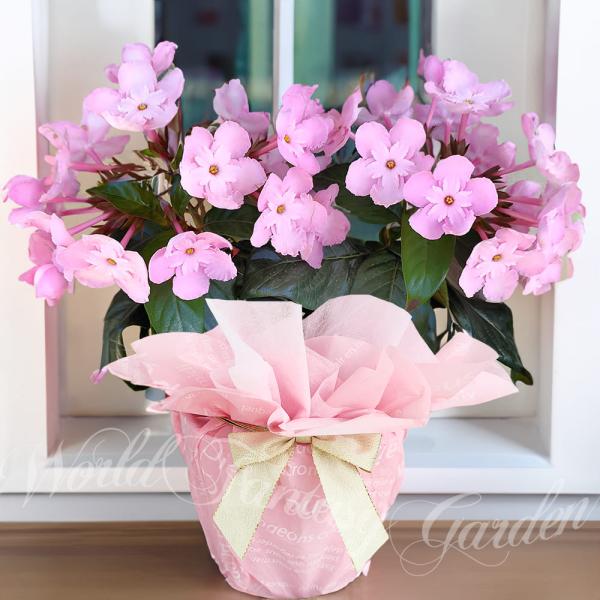 happy-garden_ha-nioizakura5s-a