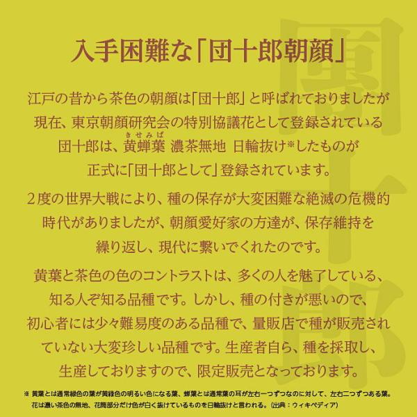 鉢植え 花 お中元 ギフト 希少な朝顔市のあさがお 団十郎 朝顔 黄葉 1本植え 6号1鉢 Buyee Buyee 日本の通販商品 オークションの代理入札 代理購入
