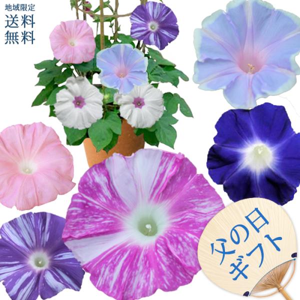 お中元 鉢花 あさがお 団十郎入り 4色植え 朝顔 行灯仕立て 6号1