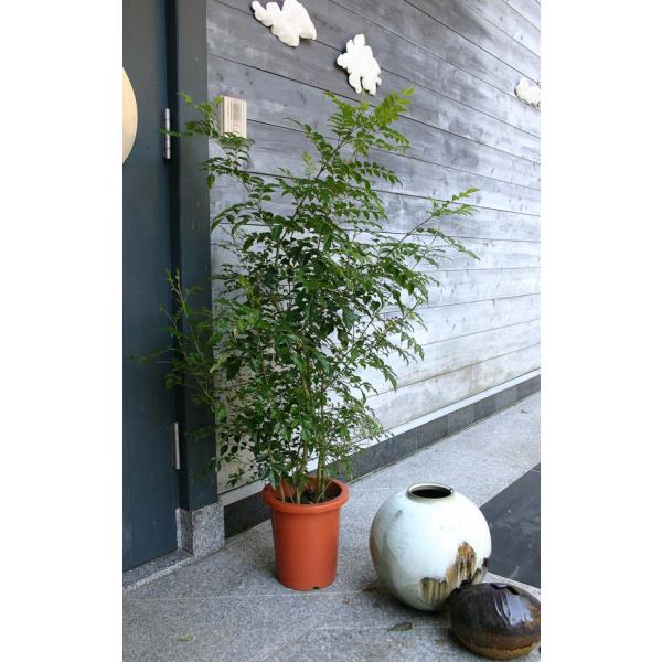 観葉植物 happy-garden_ka-