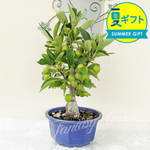 姫リンゴの価格と最安値 おすすめ通販を激安で