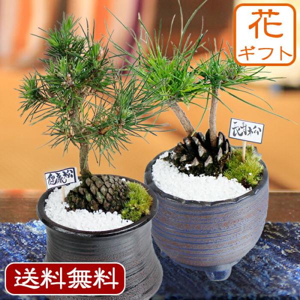 松の種は何処にできるかご存知ですか？実は松ぼっくりの鱗片の間に種がつきます。植物は親株の近くでは、病気や害虫の被害をうける危険性が高いので、なるべく親元から遠く離れて育とうとします。松は「風散布型」といって種に付いた薄茶色の皮の翼が風を受け...