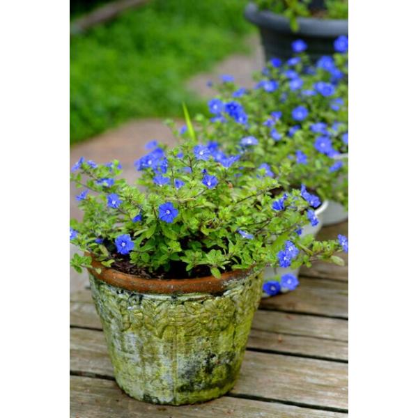 花苗 エボルブルス アメリカンブルー 3 3 5号 1鉢 お届け中 Evolvuluspilosus 青花 多年草 夏苗 ウインドーボックス Na Auy12evolvuluspilosus3p Happygarden 通販 Yahoo ショッピング