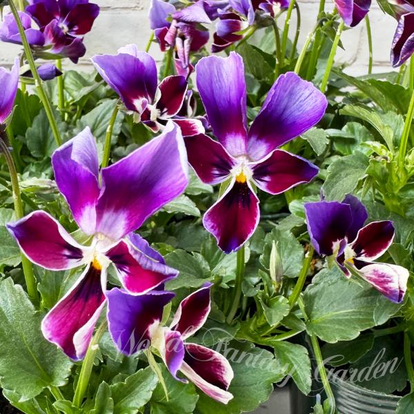 花苗 ゲブラナガトヨオリジナル 紫色のうさぎ耳が可愛い ビオラ