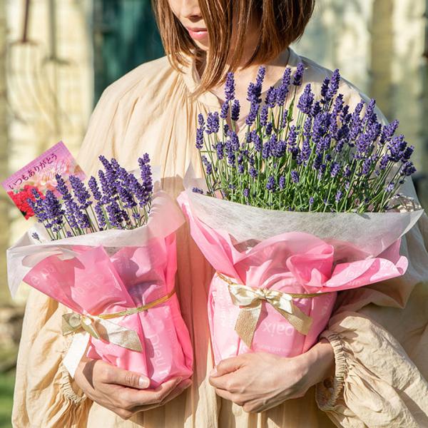 母の日 花 ギフト ラベンダー 鉢植えイングリッシュラベンダー 選べる4〜5号 富良野の香り 鉢花【母の日5/5〜5/10お届け 送料無料】Lavandula 2026mom