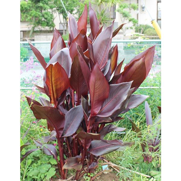 大苗 カンナ オーストラリア 銅葉 1鉢 5号 大株夏苗 宿根草 銅葉 赤花 半耐寒性多年草 庭植え ガーデニング 大型 カラーリーフ 夏苗 大株 オーストラリアカンナ Buyee Buyee Japanese Proxy Service Buy From Japan Bot Online