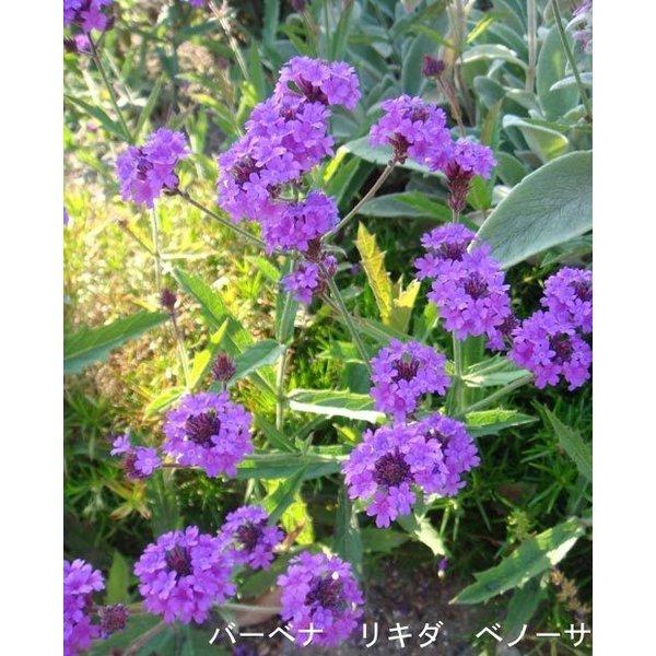 花苗 バーベナ リギダ ベノーサ 1鉢3 5号 お届け中 Verbena Rigida Venosa 宿根草 花苗 秋 青花 イングリッシュガーデン 苗 鉢植え 庭植え 寄せ植え ガーデ Buyee Buyee 日本の通販商品 オークションの代理入札 代理購入