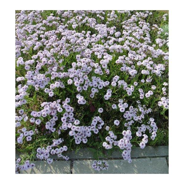花苗 バーベナ リギダ ベノーサ 1鉢3 5号 お届け中 Verbena Rigida Venosa 宿根草 花苗 秋 青花 イングリッシュガーデン 苗 鉢植え 庭植え 寄せ植え ガーデ Buyee Servicio De Proxy Japones Buyee Compra En Japon