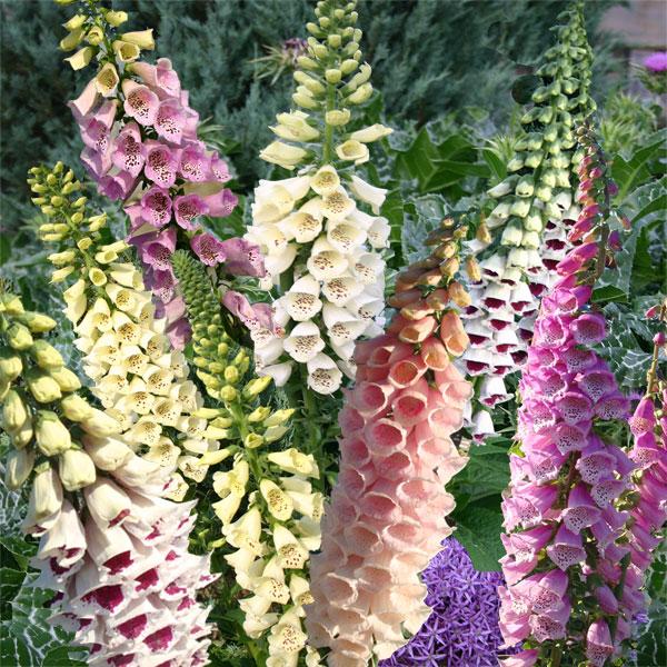 花苗 ジキタリス 15種より選択 1鉢 3〜3.5号 お届け中 Digitalis ジギタリス 花苗 耐寒性 2年草 2022AKI :ne-fmy07digitalis-apricot1p:HappyGarden - 通販 - Yahoo!ショッピング 花苗 ジキタリス 15種より選択 1鉢 3〜3.5号 お届け中 Digitalis ジギタリス 花苗 耐寒性 2年草 2022AKI :ne-fmy07digitalis-apricot1p:HappyGarden - 通販 - Yahoo!ショッピング