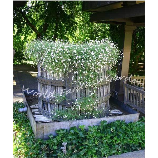 花苗 エリゲロン カルビンスキアヌス 1鉢3号 Erigeron Karvinskianusbi 花苗 苗 秋苗 宿根草 イングリッシュガーデン 花 苗 鉢植え 庭植え ガーデニング Buyee Buyee Japanese Proxy Service Buy From Japan Bot Online