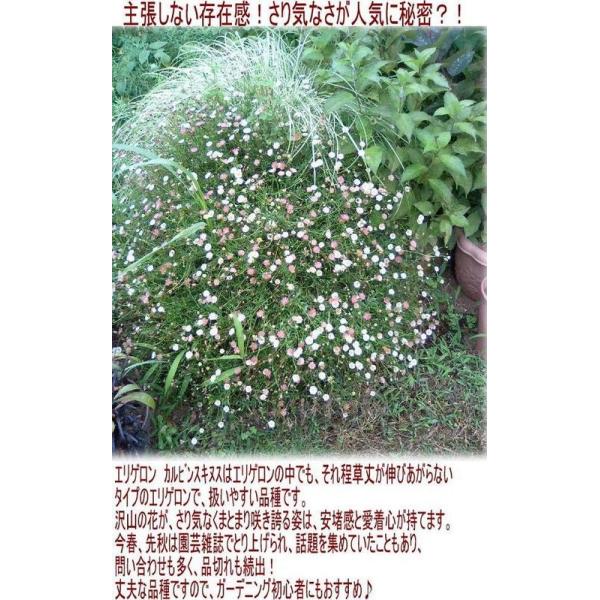 花苗 エリゲロン カルビンスキアヌス 1鉢 3号 Erigeron Karvinskianusbi 花苗 苗 秋苗 宿根草 イングリッシュガーデン 花 苗 鉢植え 庭植え ガーデニング Buyee Buyee Japanese Proxy Service Buy From Japan Bot Online