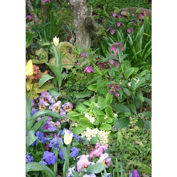 花苗 プリムラ ブルガリス 1鉢 3 5号 お届け中 Primula Vulgaris 黄花 イングリッシュガーデン サクラソウ科 宿根草 耐寒性多年草 花苗 秋 Buyee Buyee 提供一站式最全面最专业现地yahoo Japan拍卖代bid代拍代购服务 Bot Online