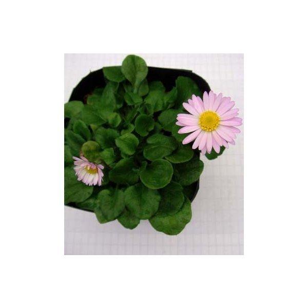 花苗 デイジー アルムの空 1鉢3 5号 お届け中 Daisyデージー 花苗 春 多年草 苗 花 ガーデニング 庭植え 草丈が低中 桃花 グランドカバー Buyee Buyee Japanese Proxy Service Buy From Japan Bot Online