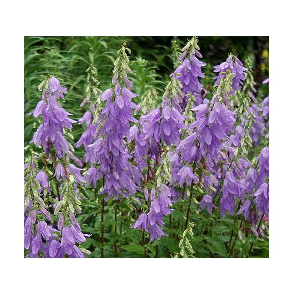 花苗 カンパニュラ ラプンクロイデス 1鉢 3 3 5号 お届け中 宿根草 秋冬 Campanula Rapunculoidesa 22aki Ne Fmy10campa Rapunculoides1p Happygarden 通販 Yahoo ショッピング