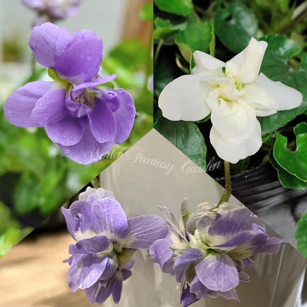 happy-garden_ne-fmy24parmviol