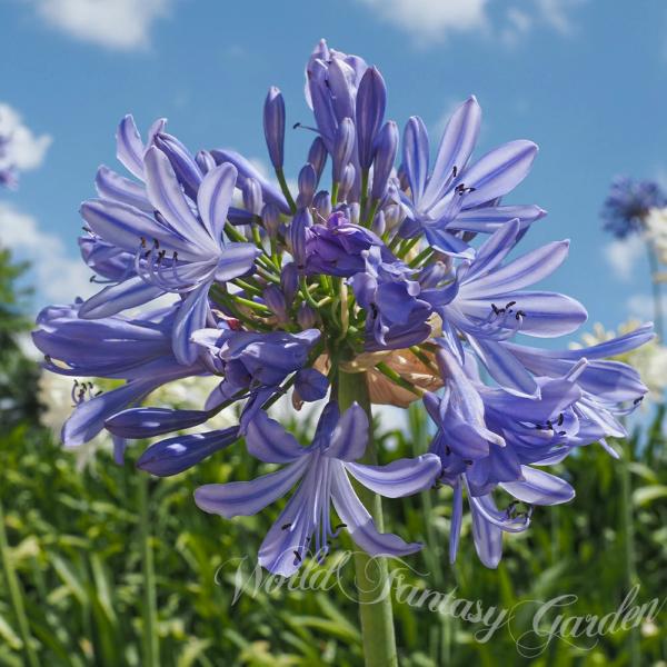 花苗 アガパンサス オリンピックスカイブルー 1鉢 3.5号ロング お届け