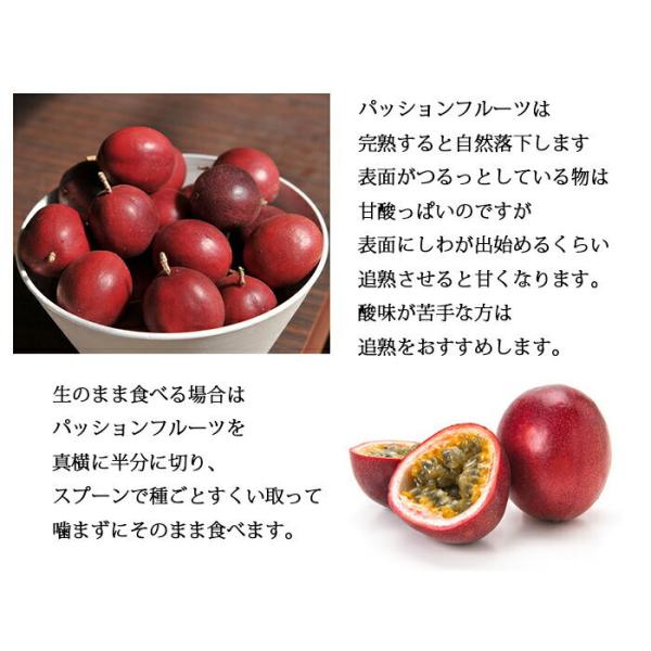 ギフト 果樹 鉢植え 果物 実付きパッションフルーツ トケイソウ鉢花 6号1鉢 父の日プレゼント Buyee Buyee Jasa Perwakilan Pembelian Barang Online Di Jepang